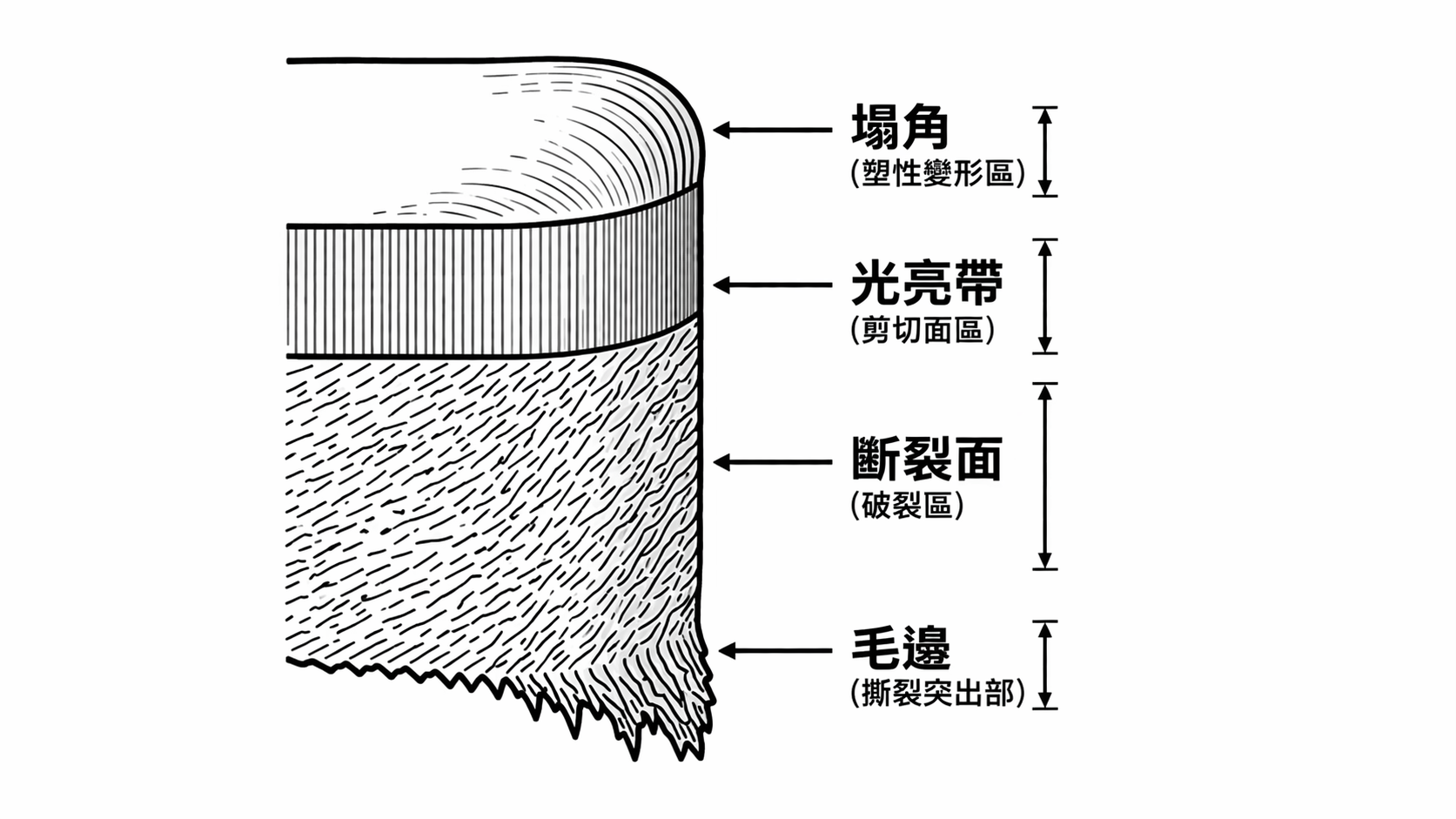 Diagram of sheared edge in stamping showing rollover, burnish zone, fracture surface, and burr formation.